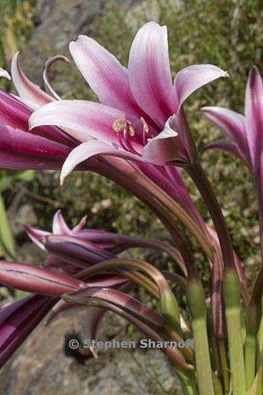 crinum bulbispermum 6 graphic